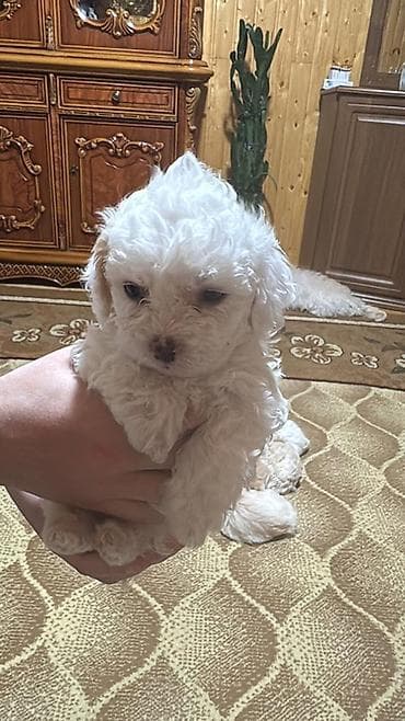пекинес цена в баку: Пудель, 2 месяца, Самец, С прививками, Платная доставка — 4