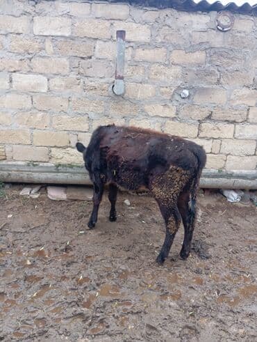 İtlər: Dişi danadi yemdə olan heyvandi bağlı şəraitdə olur — 4