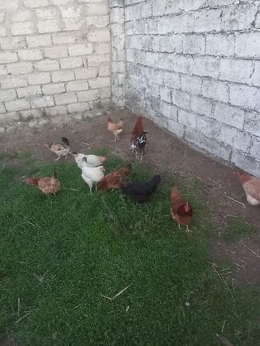 toyuq ayağı: Toyuq, Yumurtalıq — 3