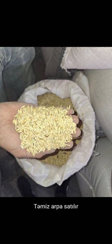 Чай, кофе, напитки: Arpa və buğda təmizdir — 1