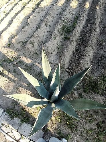 saxta yumurta: Aqava (Agave) dekorativ sukulent kolları satılır . müxtəlif ölçülərdə — 1