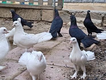 goyercin taklalar: Aq ve qara cox quyruqlar.topdan satiram hamisini — 5