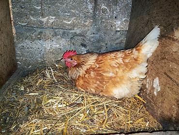 Inəklər, öküzlər: Toyuq, Yumurtalıq, Ünvandan götürmə — 1