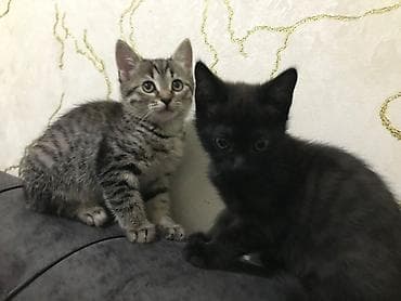 tüklü pişiklər: Yaxşı əllərə — 4