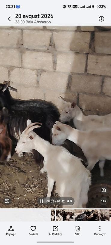 keci sanen: 14 baş keci hamsı 2 1 qarın coxsu bogazdı — 4