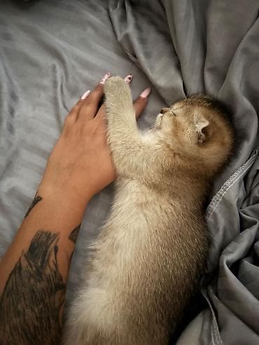 husky satisi: Qızıl şinşilla, Erkək, Yaxşı əllərə, Ünvandan götürmə — 5