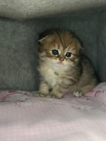 Yumşaq tüklü, qızılı-qəhvəyi rəng çalarlarında balaca pişik balası