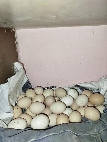 Ləpələr: Serebrist cins toyuq yumurtalari — 1