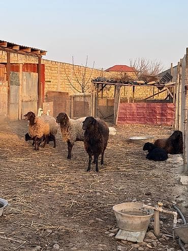 Quşlar: Qiymət razılaşma ilə
1ci 2ci qarın anadılar — 1