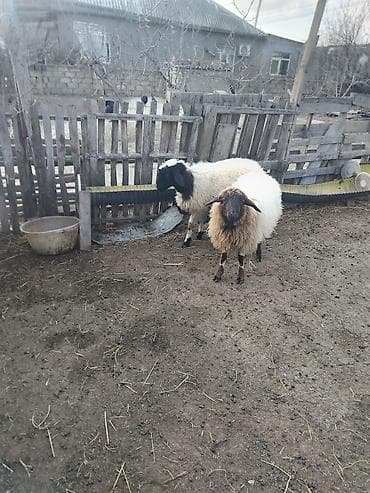 Iki erkey quzular kok quzulardi reyal alici yiga biler