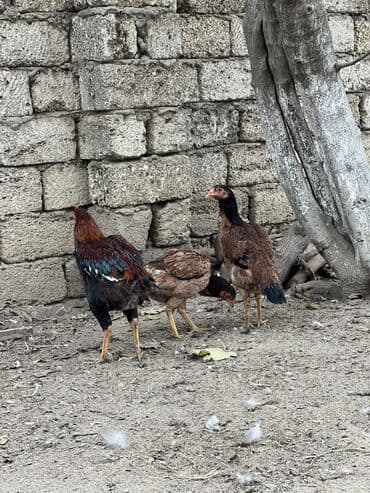 Inəklər, öküzlər: Hinduwlar satilir — 6