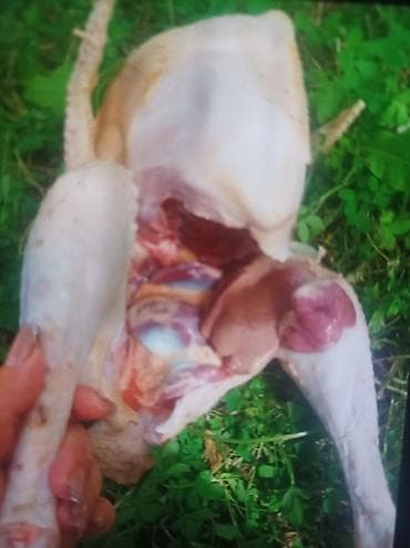 qaban eti: 6kg dostlar real isdeyen vatsapa yazsın isle əlaqəli lalafoya — 2