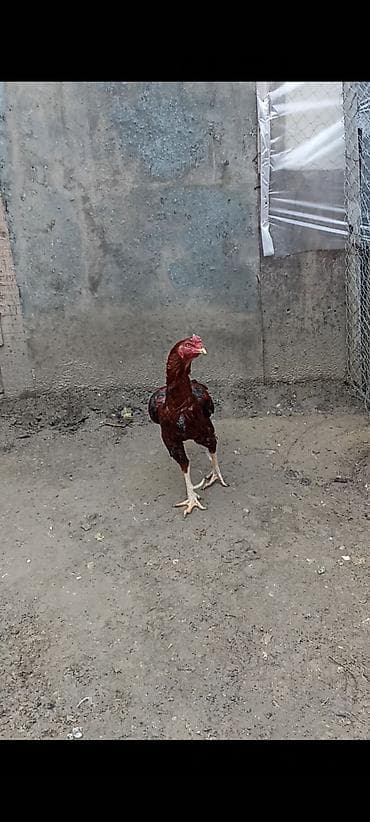 herati xoruzlar: Asil cins xoruzdur - Rəng: tünd qırmızı-bənövşəyi tonlarda ləkəli — 2