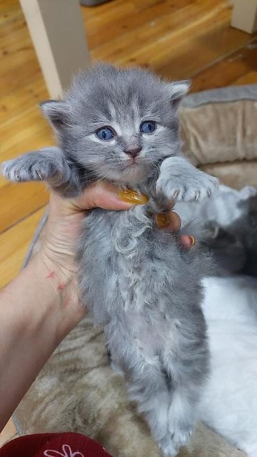 pişiy: Britan — 4