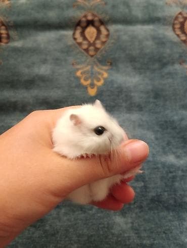 Грызуны: Şirin ağ rəngli xamyak (cunqarik) və tam dəst qəfəs😍😍 her şey daxil — 7