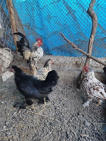 Kənd təsərrüfatı quşları: Toyuq, Damazlıq — 3