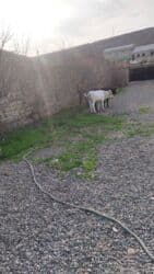 toyuq sekilleri: Dana, buzov, Erkək, ay: 6, Damazlıq — 3