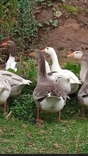 Quşlar: Dişi, Damazlıq — 1