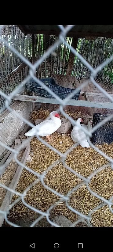 Ağ lal ördek 1 xoruz 2fere