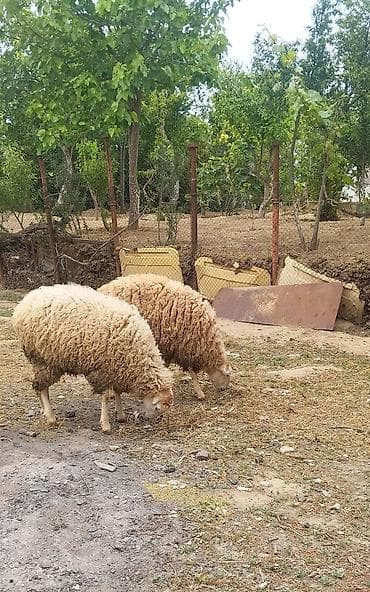 bildircin satisi tap az: Dişi toğlular satilir 11 ayliqdilar tam sağlamdilar.Her biri 350 — 1