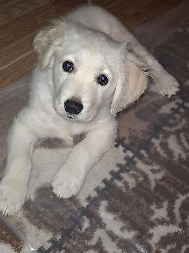 Digər heyvanlar: Retriever, 2 ay, Erkek, Ünvandan götürmə, Ödənişli çatdırılma — 1