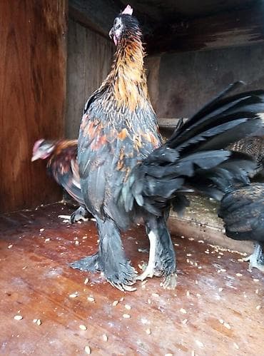 disi it adlari: Cücəxoruz – dekorativ cins - Rəng: qara əsaslı, qızılı-qonur — 6