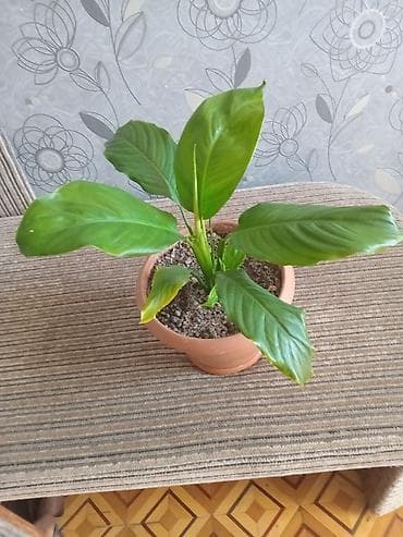 nokia yarpaq: Spathiphyllum (Sülh zanbağı) – otaq bitkisi - Dibçək: klassik — 1