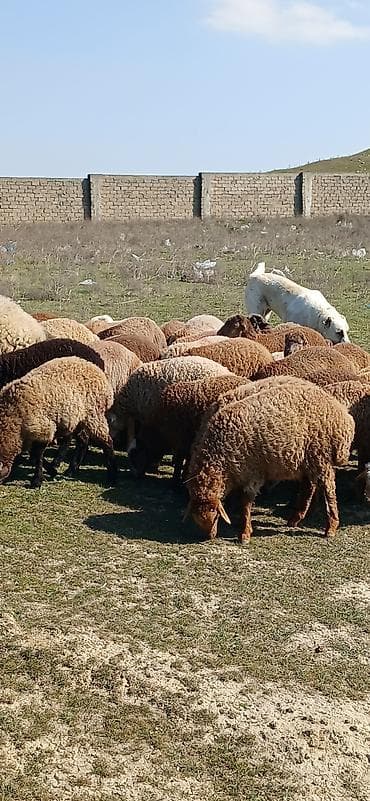 Gəmiricilər: Mal-qara: Qoyun sürüsü Təsvir: - Şəkillərdə müxtəlif rəngli (qonur — 6