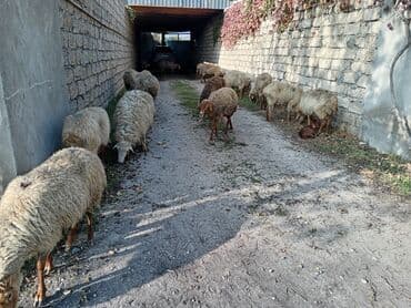 qoyun yanıbala: Dişi, Qala, il: 1, 50 kq, Damazlıq, Ünvandan götürmə — 2
