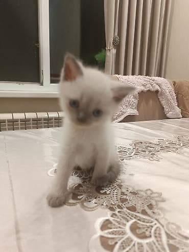 pışık: Ana Britan,Ata Şinşilla Color point olan pişiklərin balaları — 6