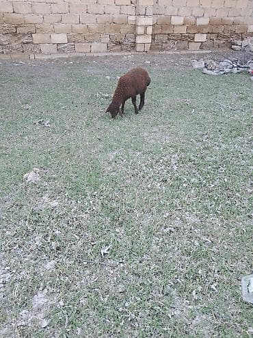 ereb kecisi: Qala qoyunu cavan heyvandi ekiz balasi var erkey disi — 3