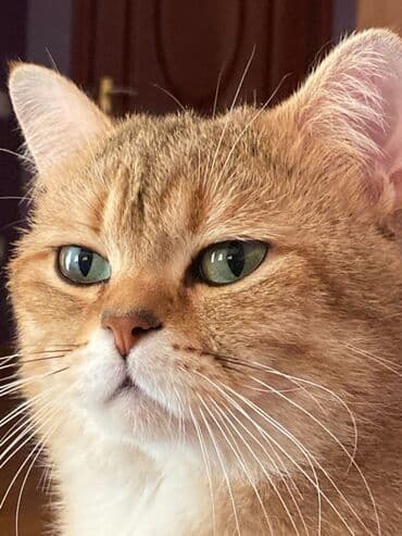 lalafo pişik: Scottish golden şinşilla tabby erkek 70 dişi de dik gulag olsun fold — 2