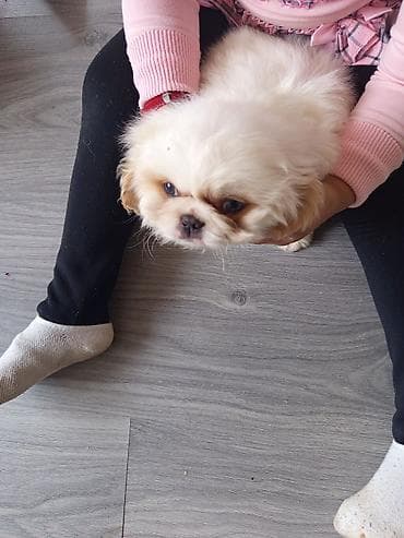 bars bit dermani: Pekines, 2 ay, Erkek — 2