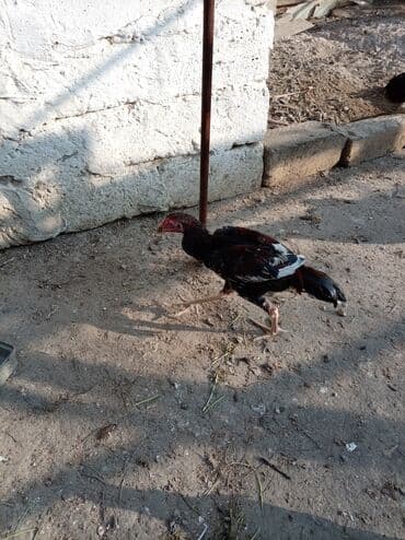 xarkov sortu toyuq: Toyuq, Yumurtalıq — 5