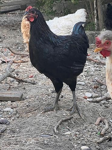 Heyvanlar: Toyuq, Damazlıq, Ünvandan götürmə — 5