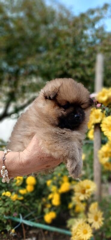 в добрые руки: Шпиц — 3