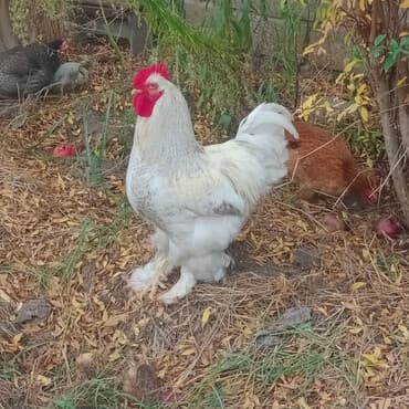 siçan telesi: Toyuq, Brama, Damazlıq — 2