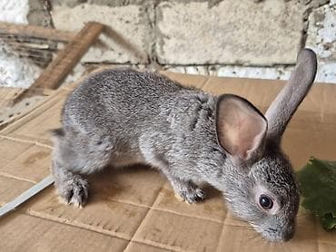 mal bazari: 🐇 14 ədəd sağlam və şirin balaca dovşan satılır! ✔️ Ev şəraitində — 9