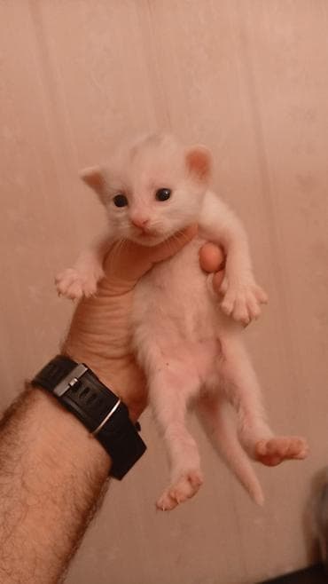 Ağ tüklü bala pişik - Rəng: tam ağ tüklər, çəhrayı burun və — 2