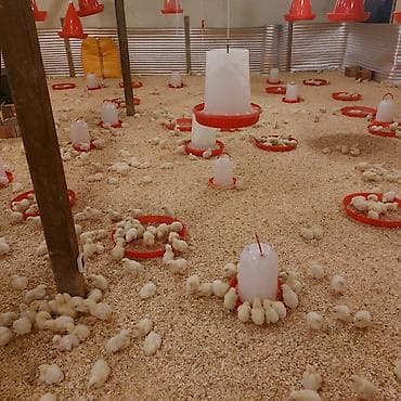 Toyuq cücələri, Ətlik