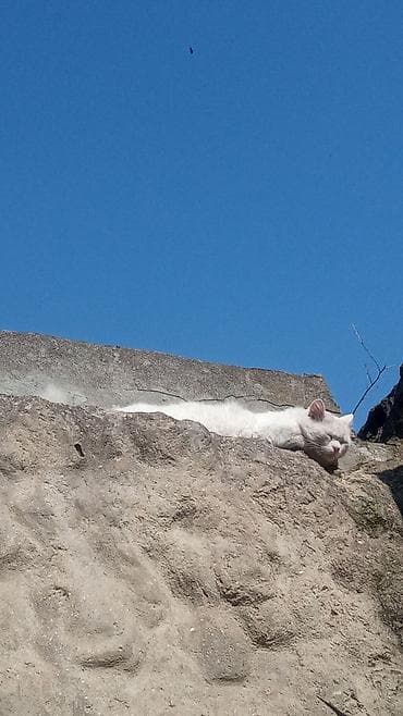Türk anqora, Erkək, Yaxşı əllərə