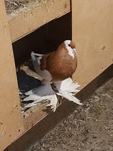 ingilis setter it cinsi: Pişiklər — 5