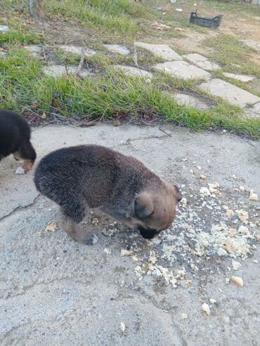 it alqi satqisi: 1 ay, Erkek, Ünvandan götürmə — 7