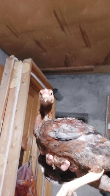 quş yarım tip: Toyuq cücələri, Damazlıq, Ödənişli çatdırılma — 1