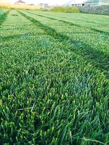 xan cinarı: Qazon Sifariş ede bilersiz rayonlara sifariş götürülür — 1