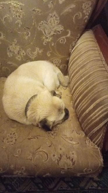 itlə: Mops, Erkek — 1