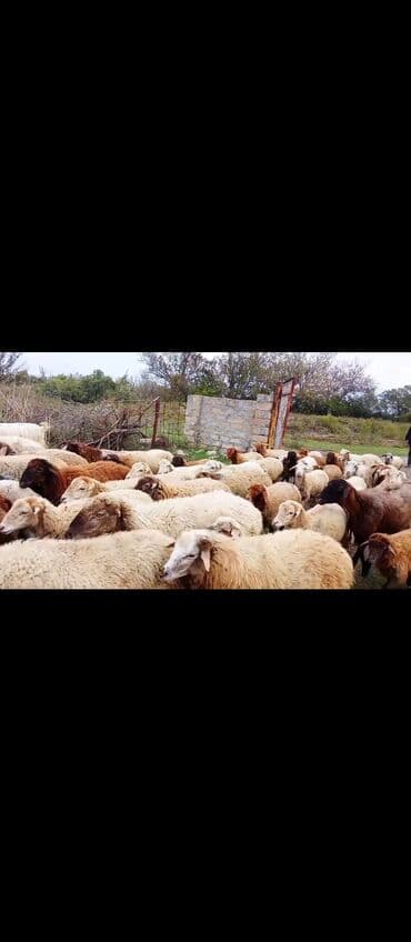 ag dovsan: Damazlıq qoyun sürüsü - İri və orta həcmli qarışıq cinslər: ağ — 2