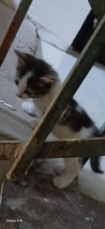pişik tap az: Yaxşı əllərə — 2