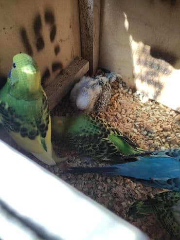 Gəmiricilər: Quslar tek tek 12 Azn cutter 30 Azn alti balali cut 50 Azn — 8