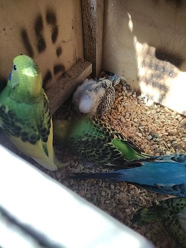 pişik ucun ev: Bala verən quşlardi erkəy disi 3 balasi qəfəs qarisiq 85 Azn — 3